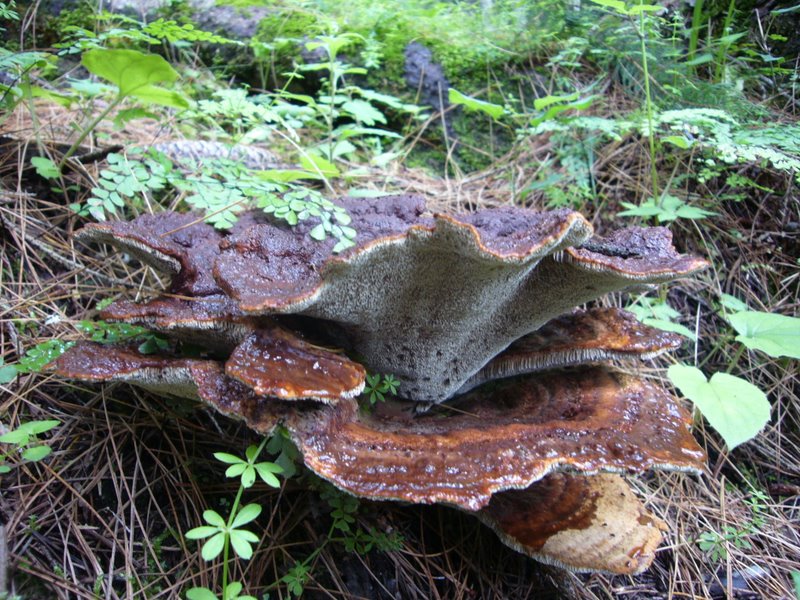 Travel - India - Himachal Pradesh - Parvati Valley - Pulga - Forest Above Pulga